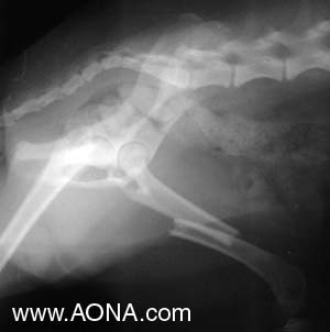 Midshaft Fracture of the Femur
 in a dog