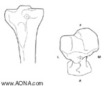 nail insertion entry point